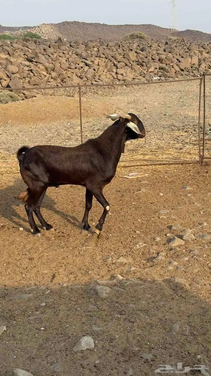 تيس فحل فاخر صنف الصنف 1