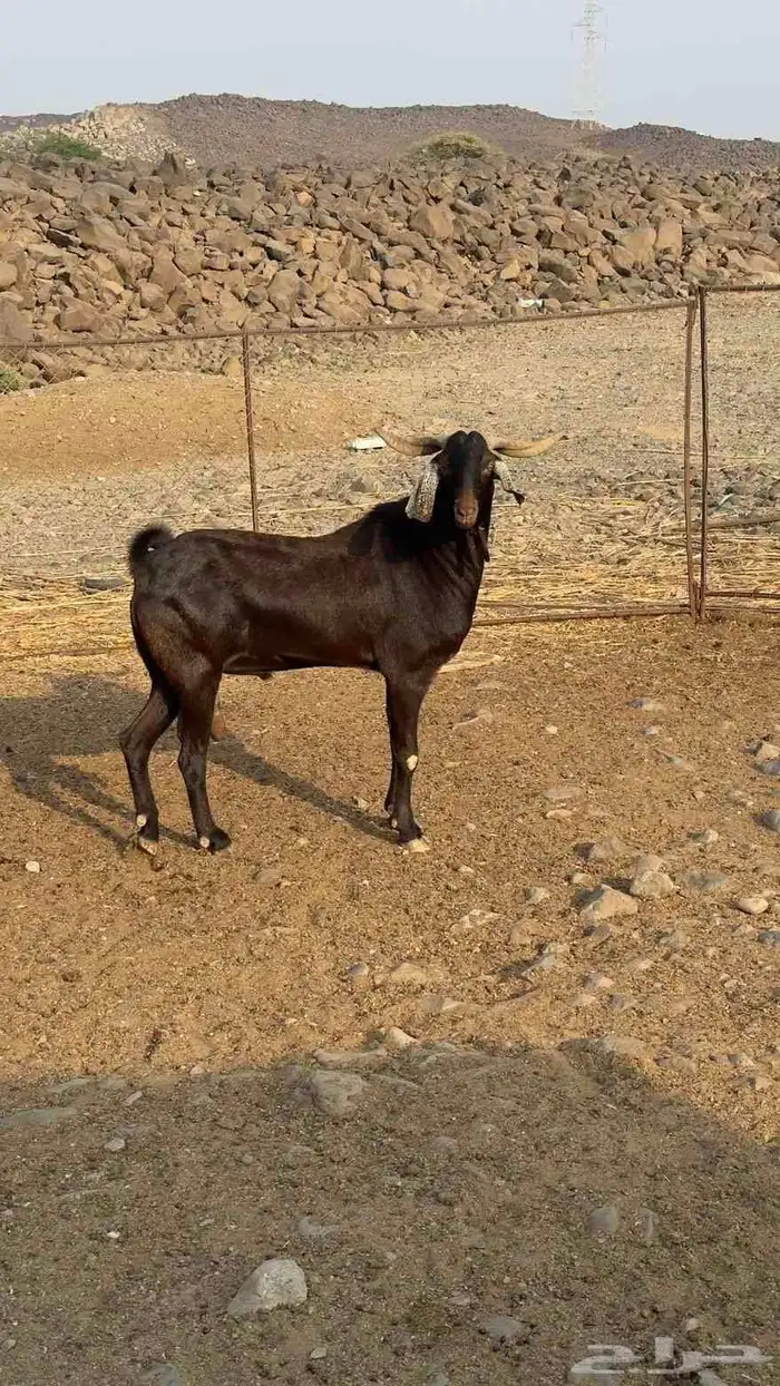 تيس فحل فاخر 2