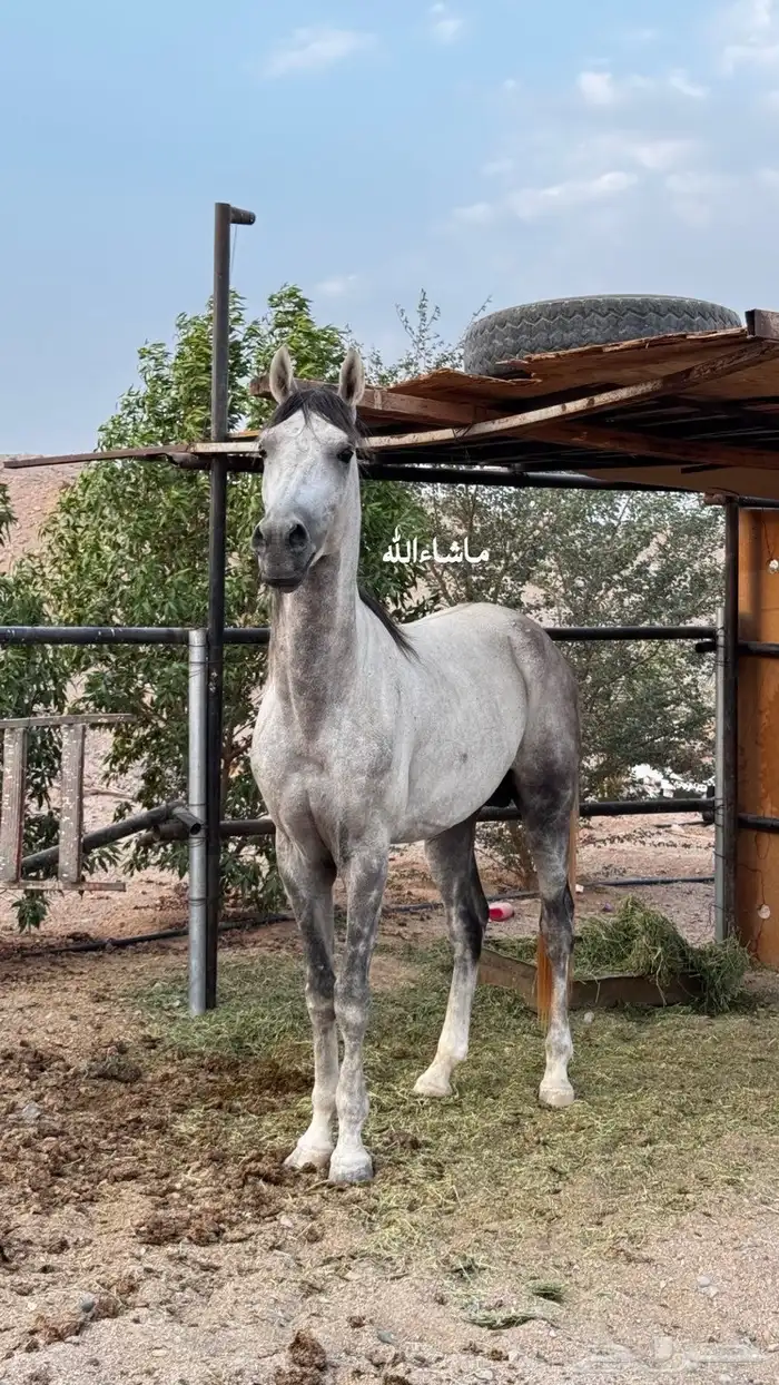 حصان 1