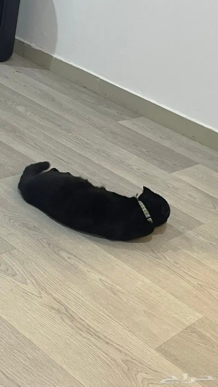 قط سكوتش أنثى للبيع 7