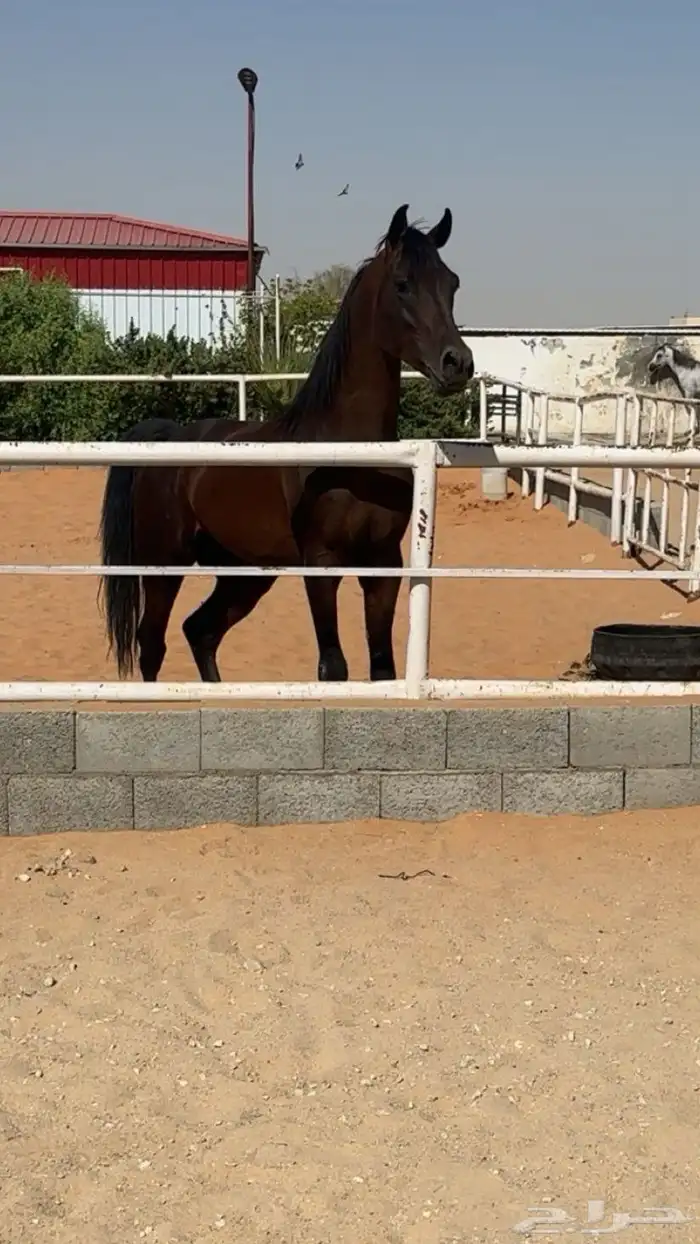تدريب ركوب الخيل 4
