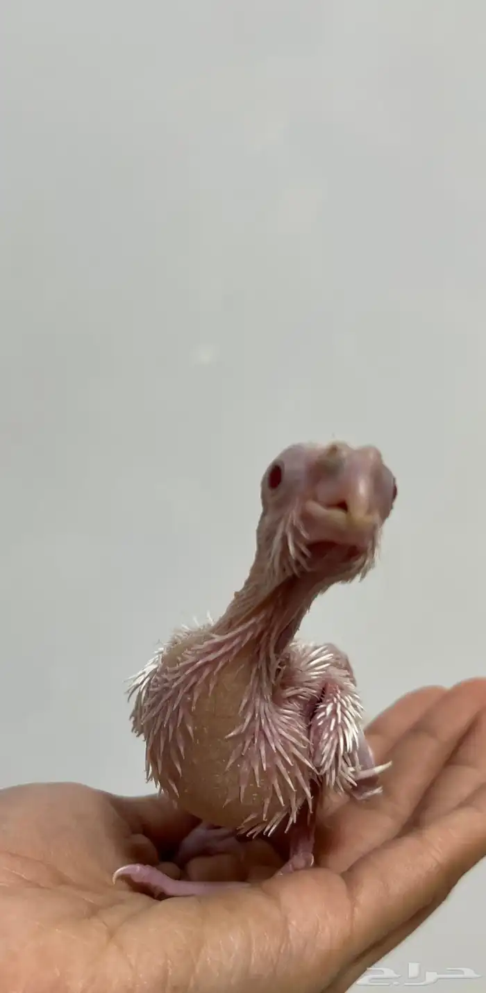 للبيع فرخين كروان غر 2