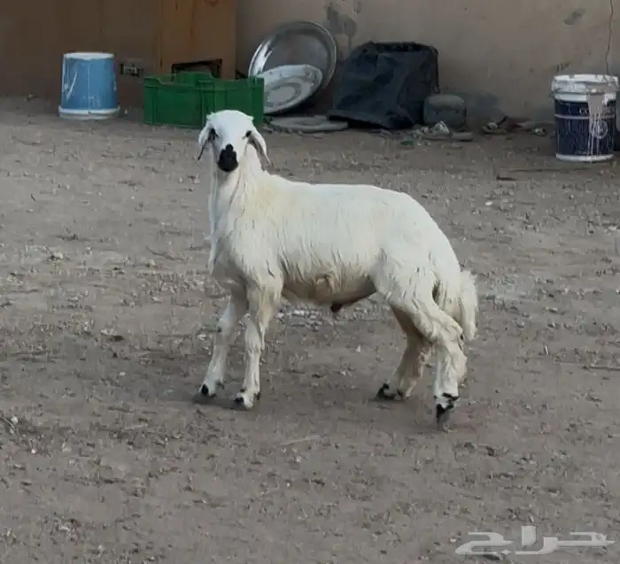 عنز معها جفره وطلي حري ذبيحه 5