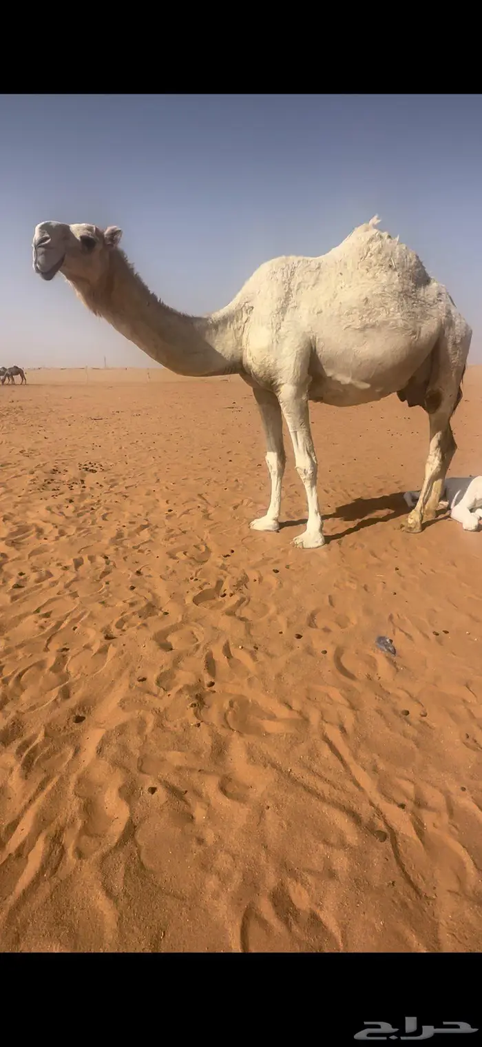 للبيع حوار اوضح فحل باذن الله مايخيب 2