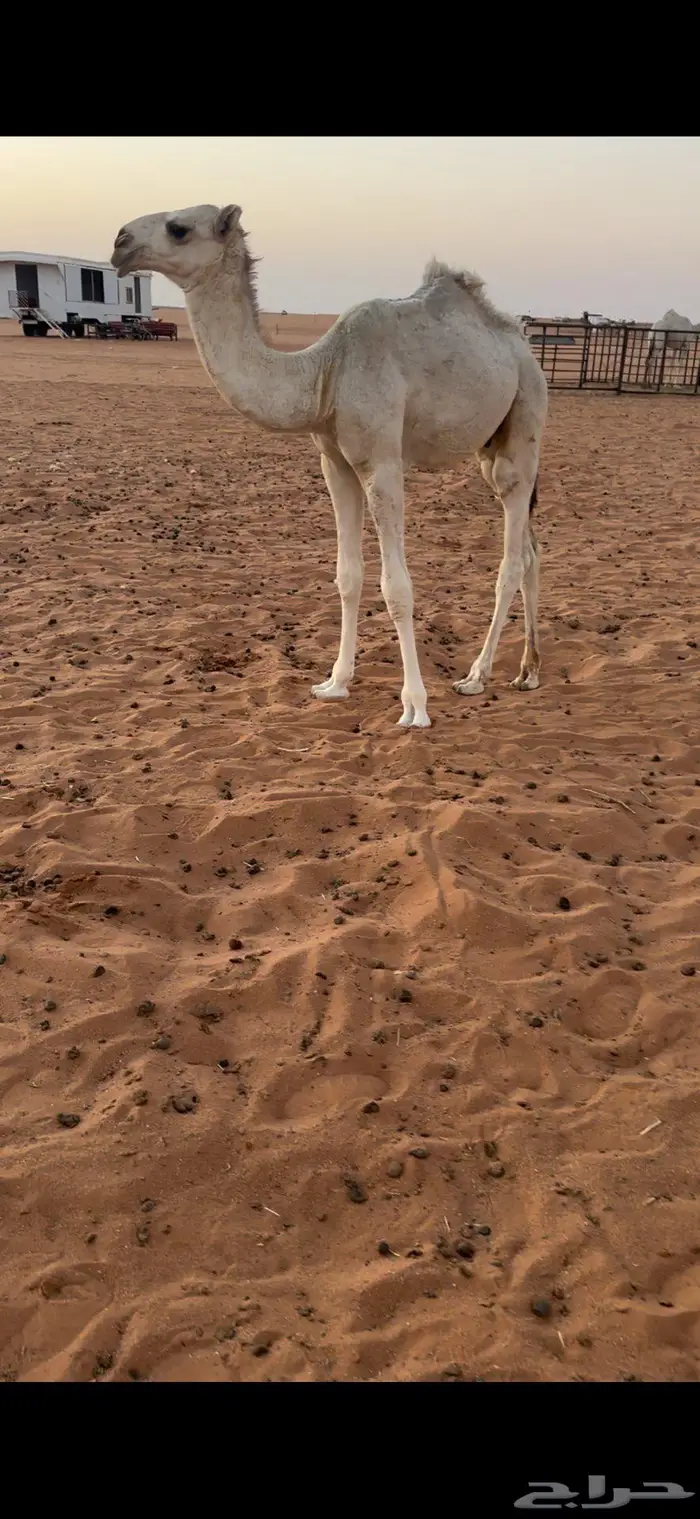 للبيع حوار اوضح فحل باذن الله مايخيب 0