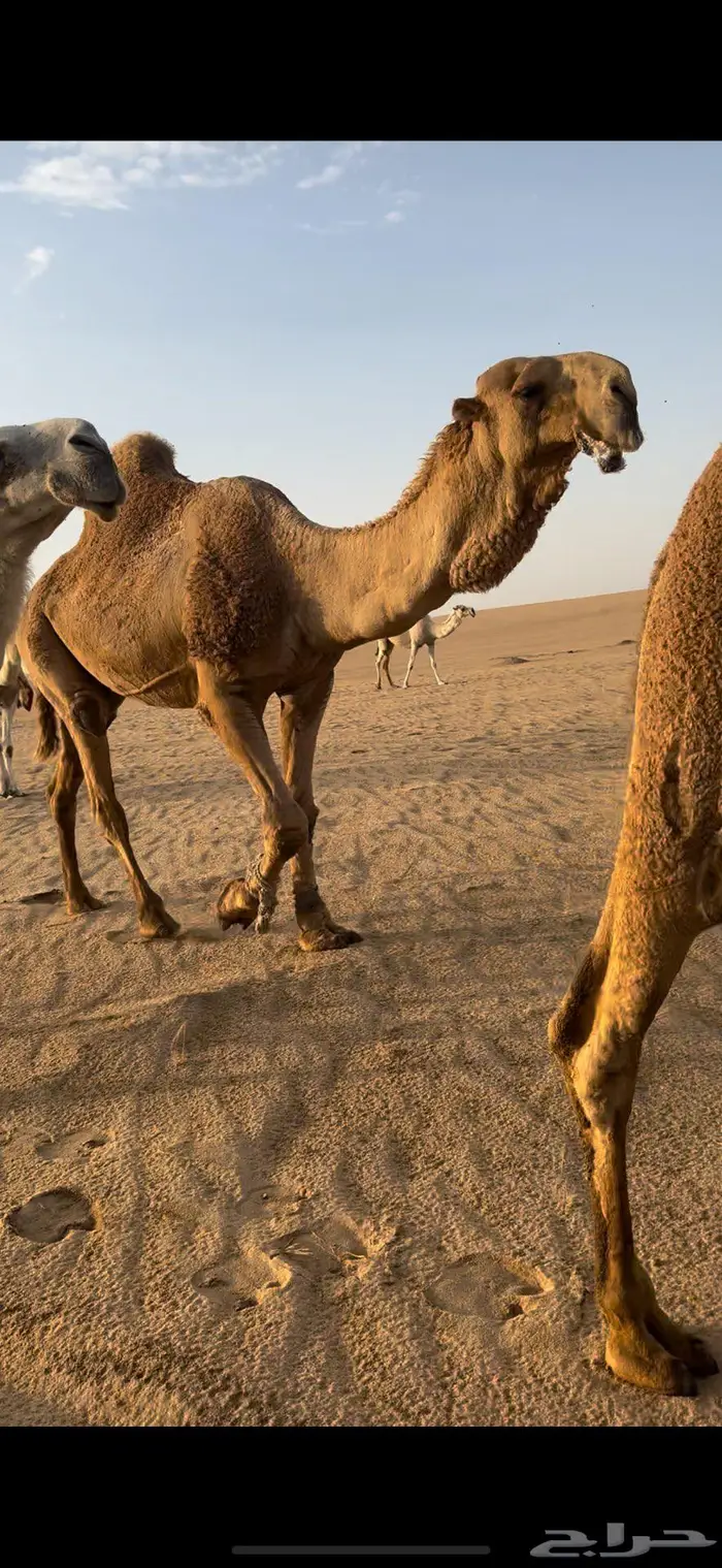 للبيع حوار اوضح فحل باذن الله مايخيب 3