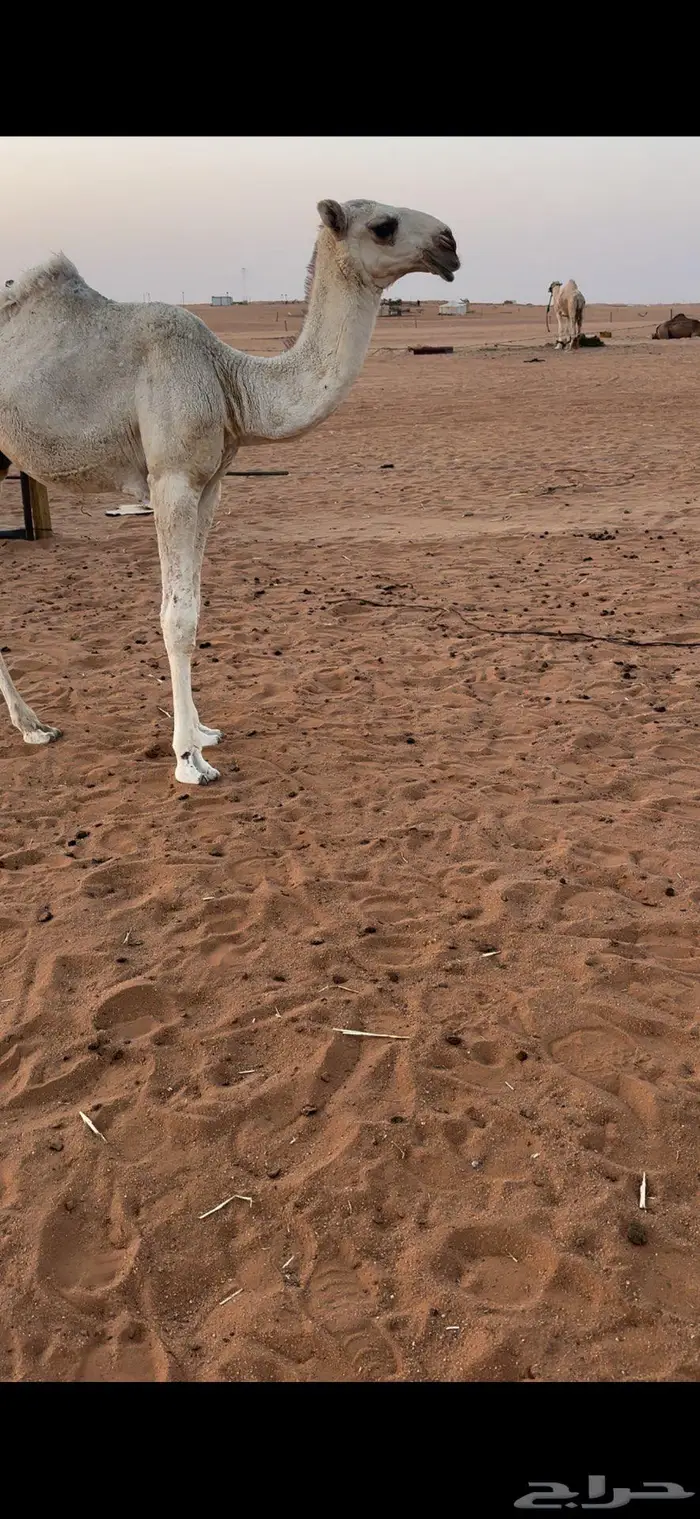 للبيع حوار اوضح فحل باذن الله مايخيب 1