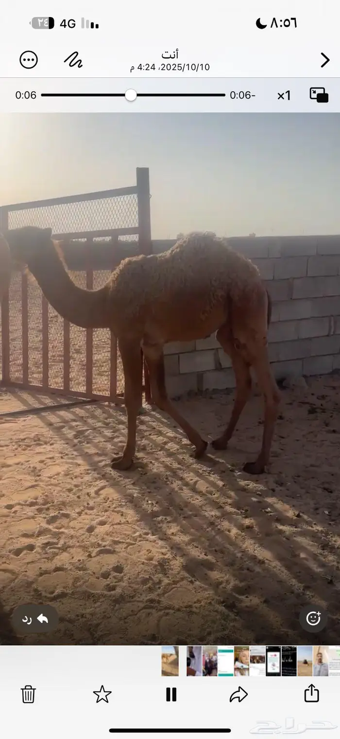 حاشي لباني 0