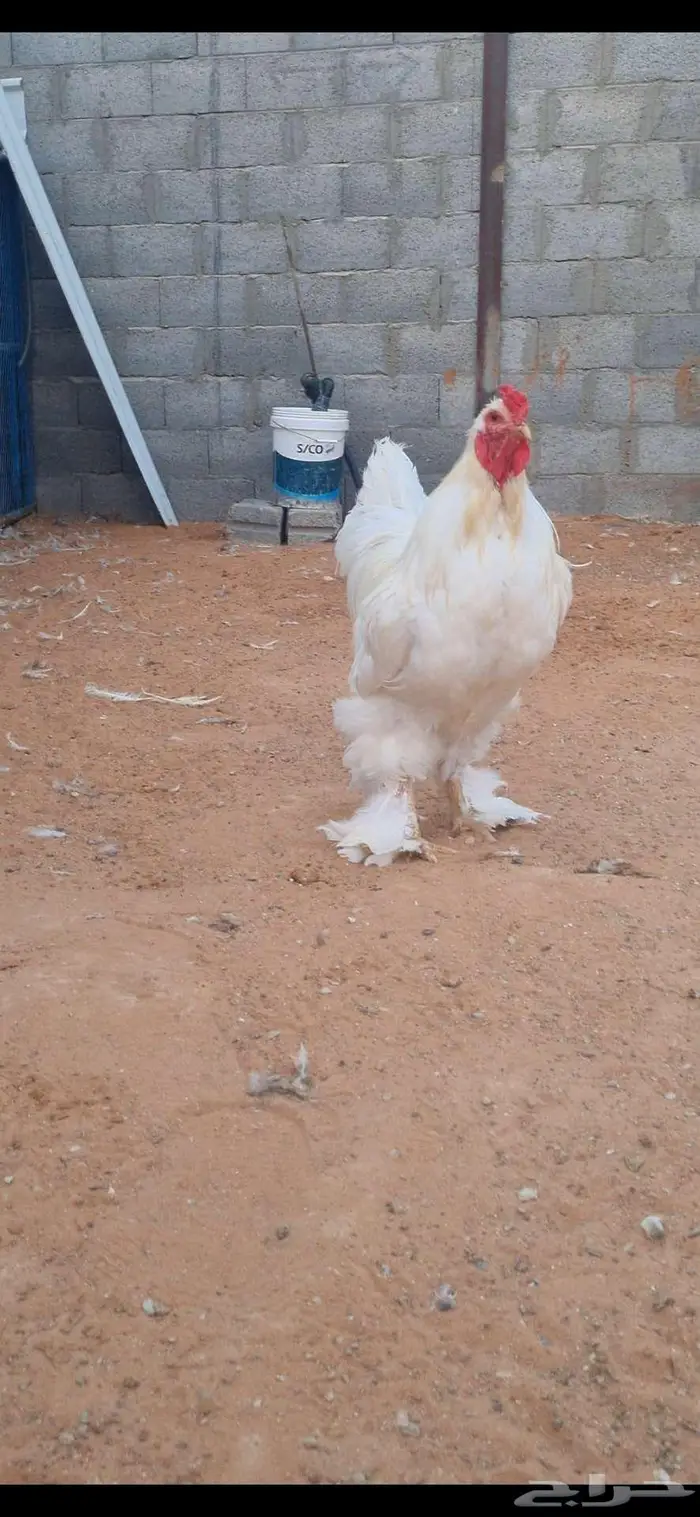 ديك براهما ابيض 0