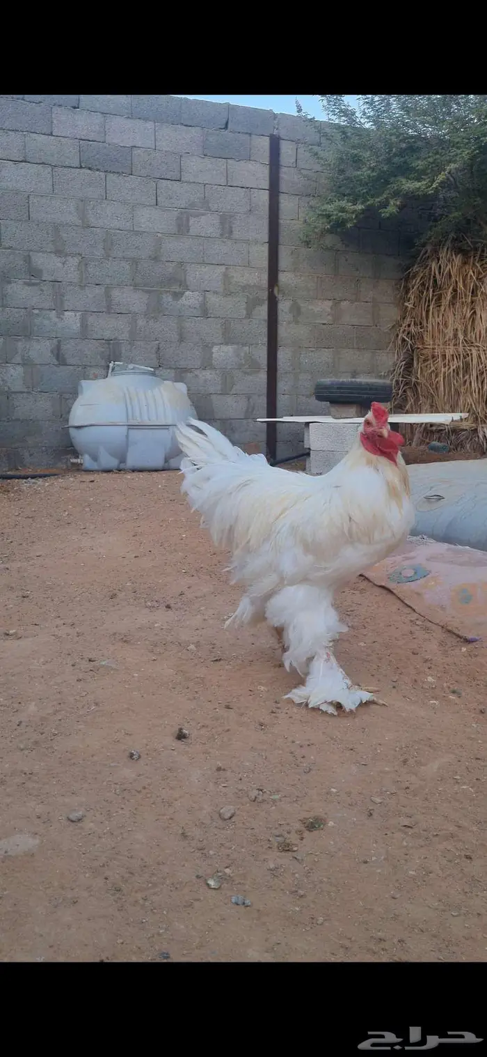 ديك براهما ابيض 2
