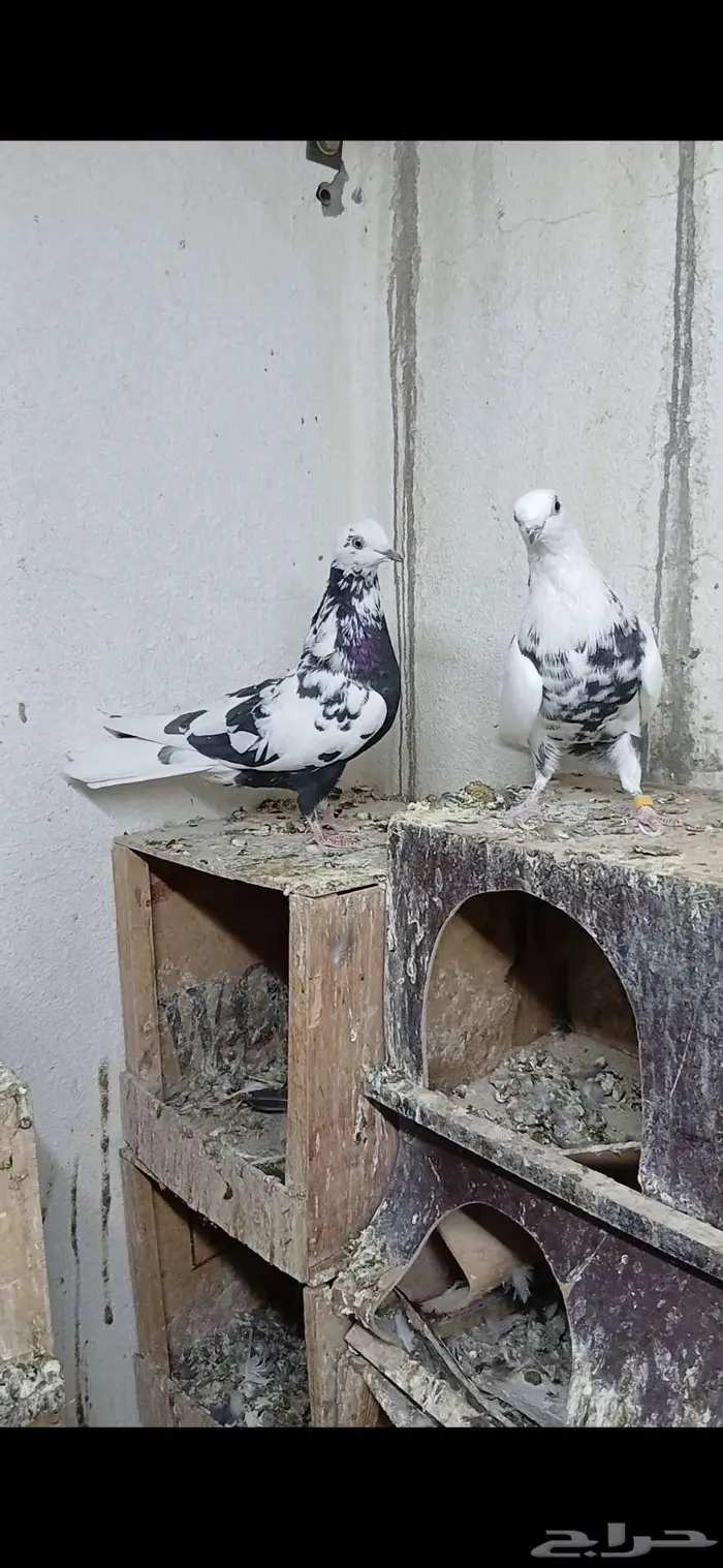 قطايف نمش صوافي ( تم البيع) 0