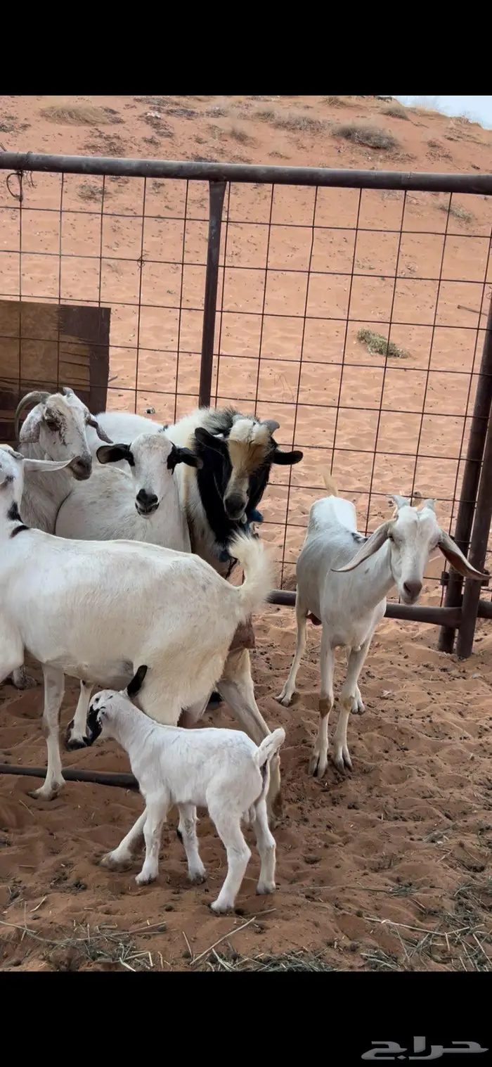 5 معزا بيشية وفحلها صنف 1