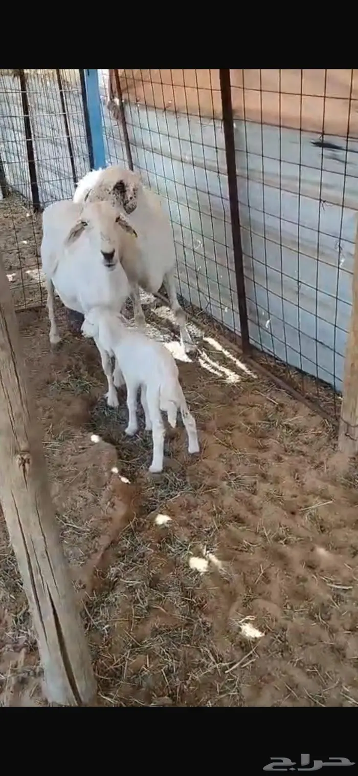 شياه حريه متابيع 0