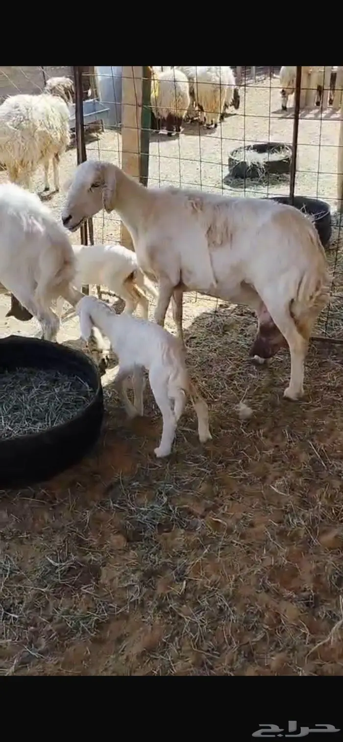 شياه حريه متابيع 1