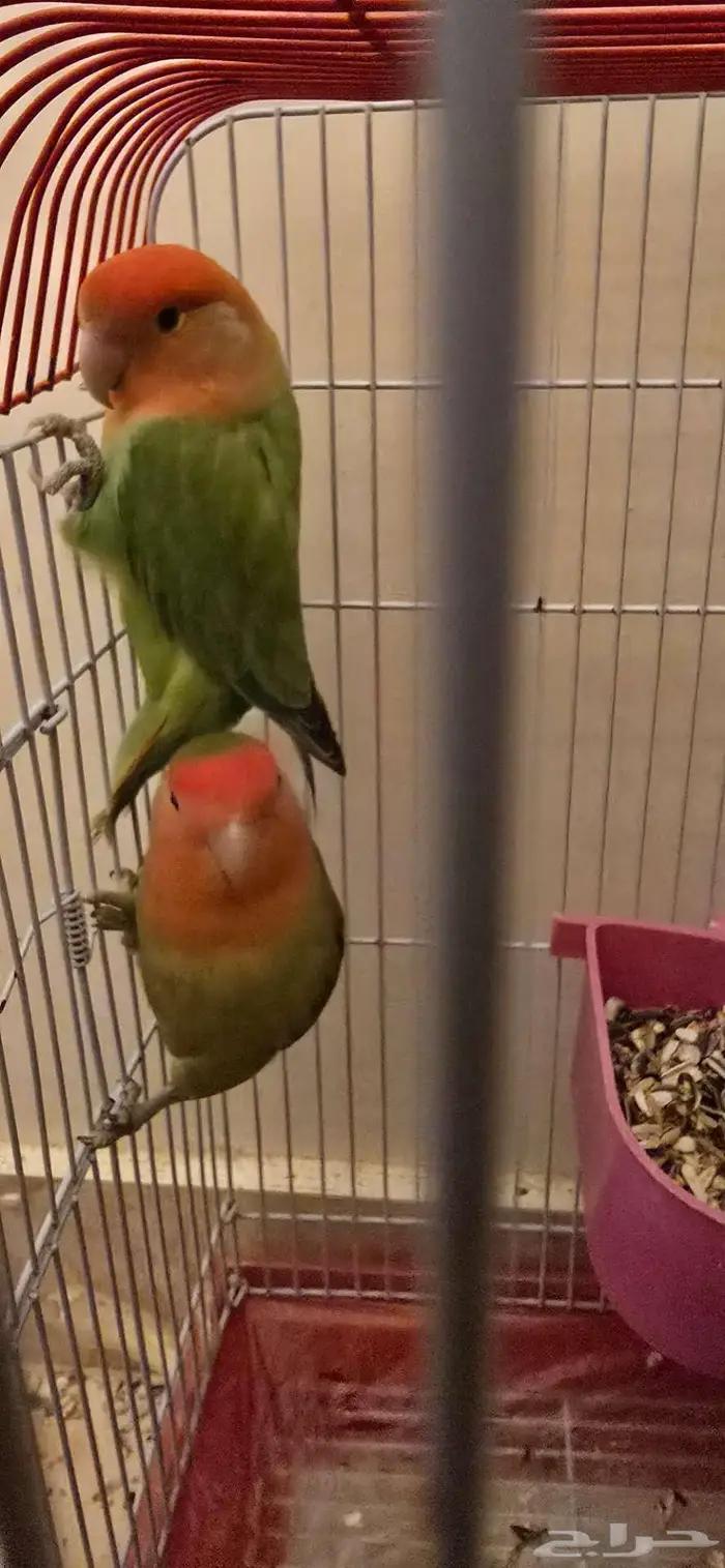 كنيور .. روز .. كناري للبيع 0