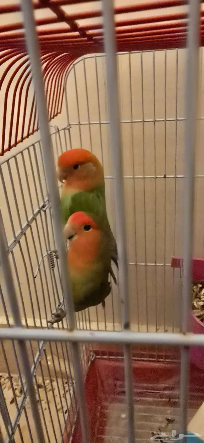 كنيور .. روز .. كناري للبيع 3