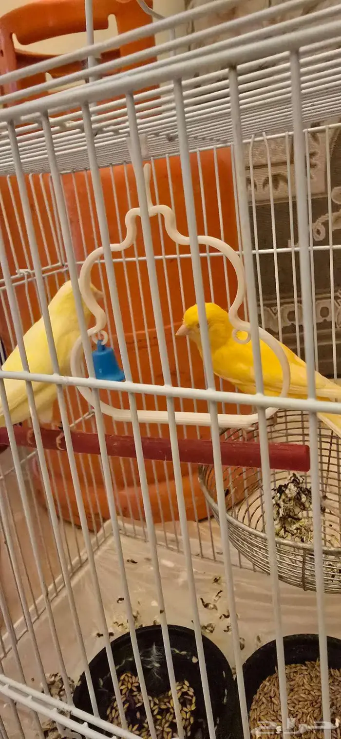 كنيور .. روز .. كناري للبيع 1
