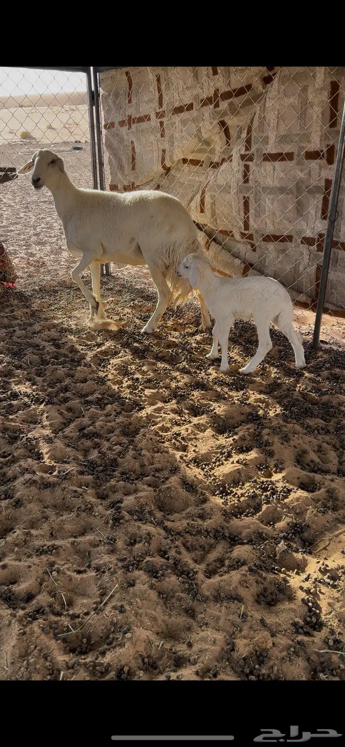 نعجه تحتها رخل سنها رباع روم شرط 0