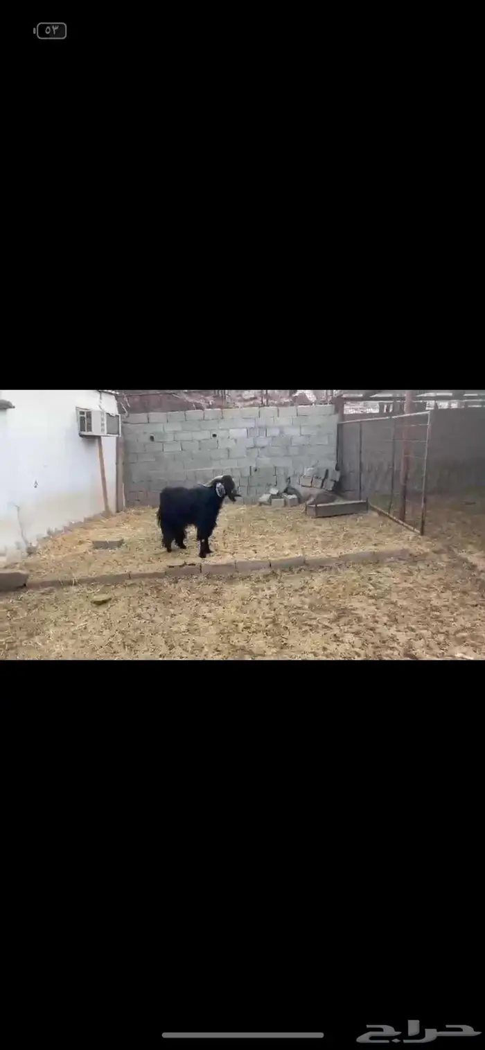 للبيع معزا وتيس فحل 0