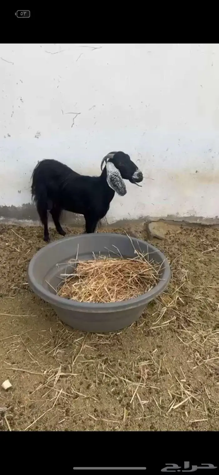 للبيع معزا وتيس فحل 1