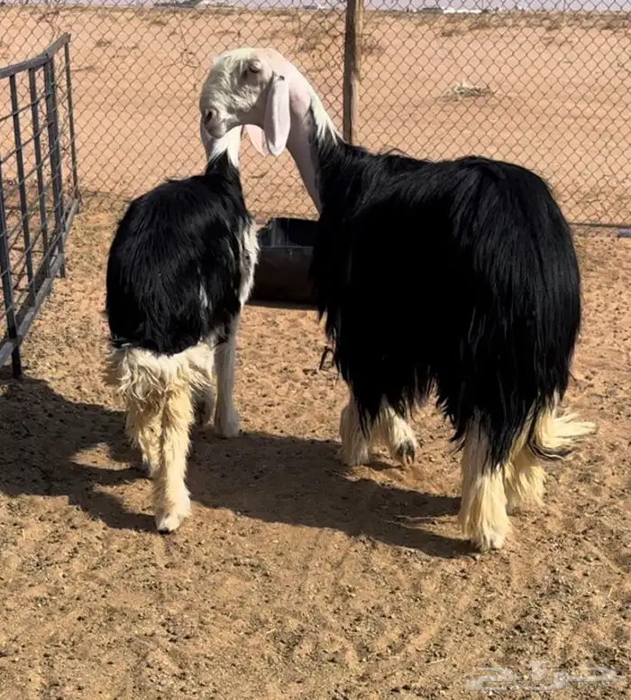 نجديه خصم تحتها رخل خصم 4