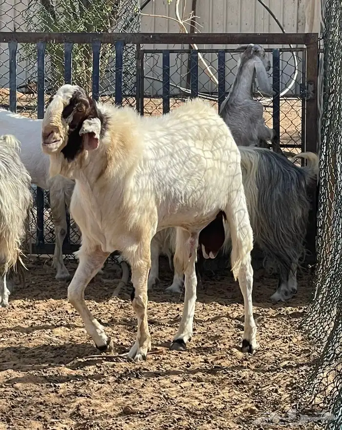فحل هولندي منتج 1