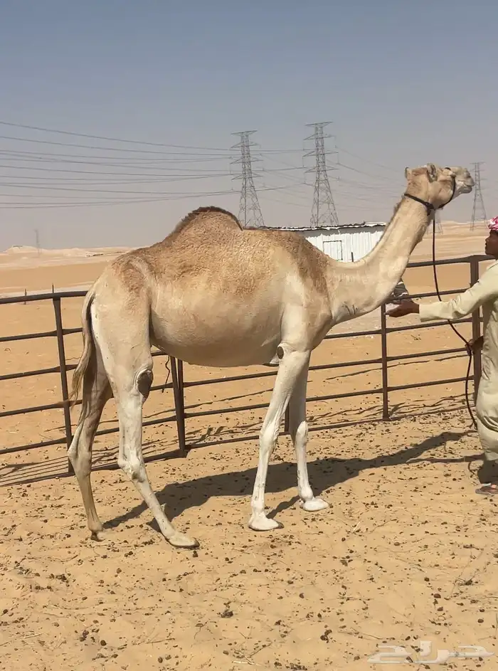 هجن عشراء حره من سوداني 2