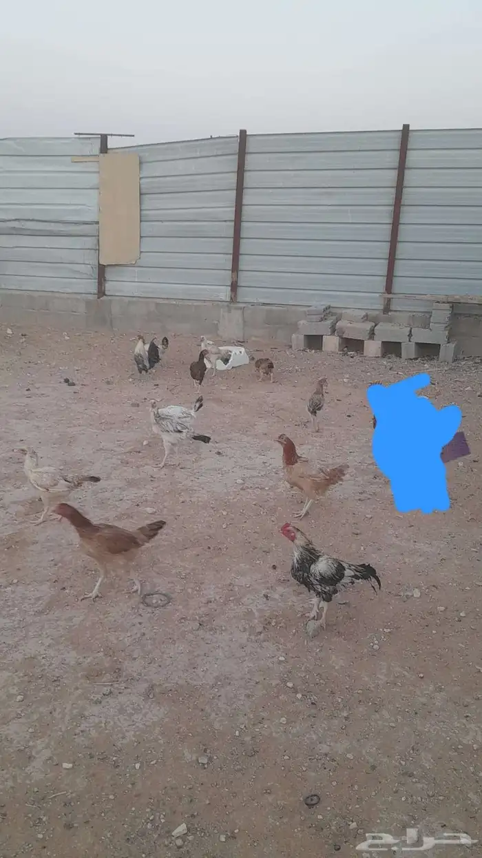 دجاج باكستاني للبيع منتجات في شرق الرياض 0