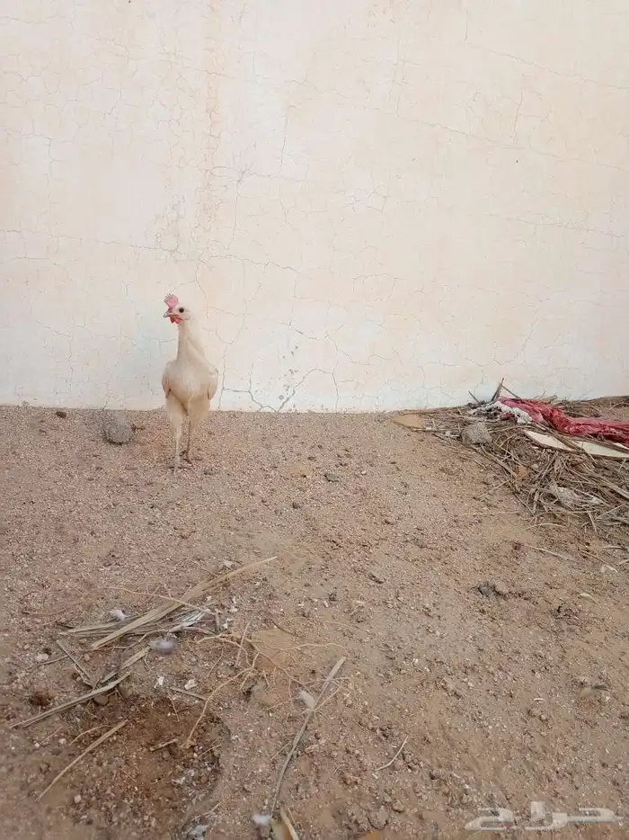 ديك ودجاجه 4