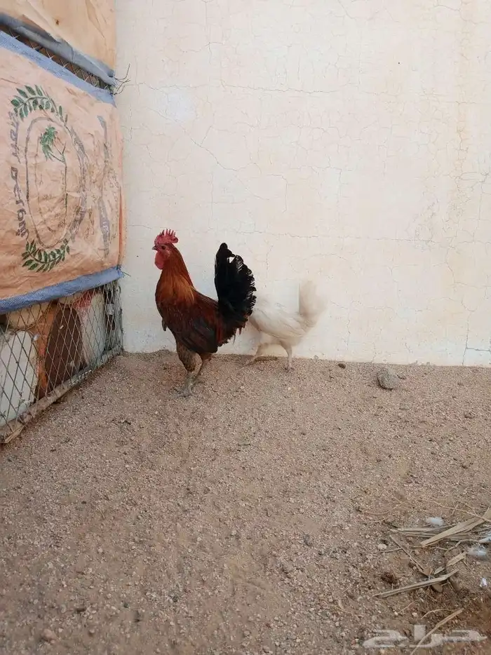 دجاج بلدي للبيع 5