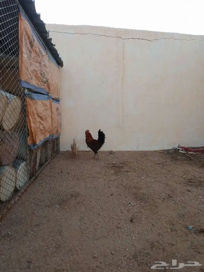 ديك ودجاجه 2