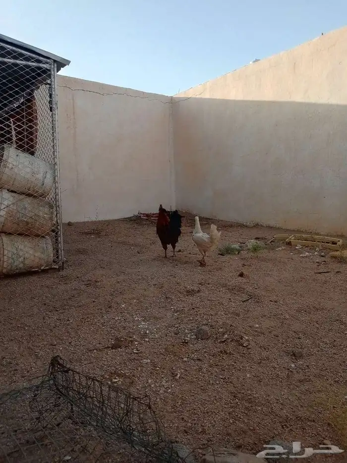 دجاج بلدي للبيع 7