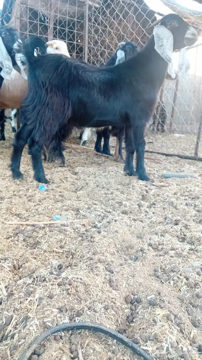 العلا العذيب 0