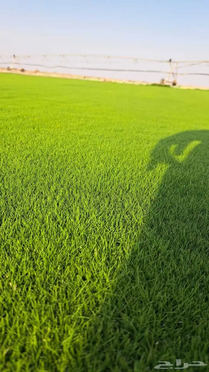 تيل طبيعي مزرعه التالي الياباني 1