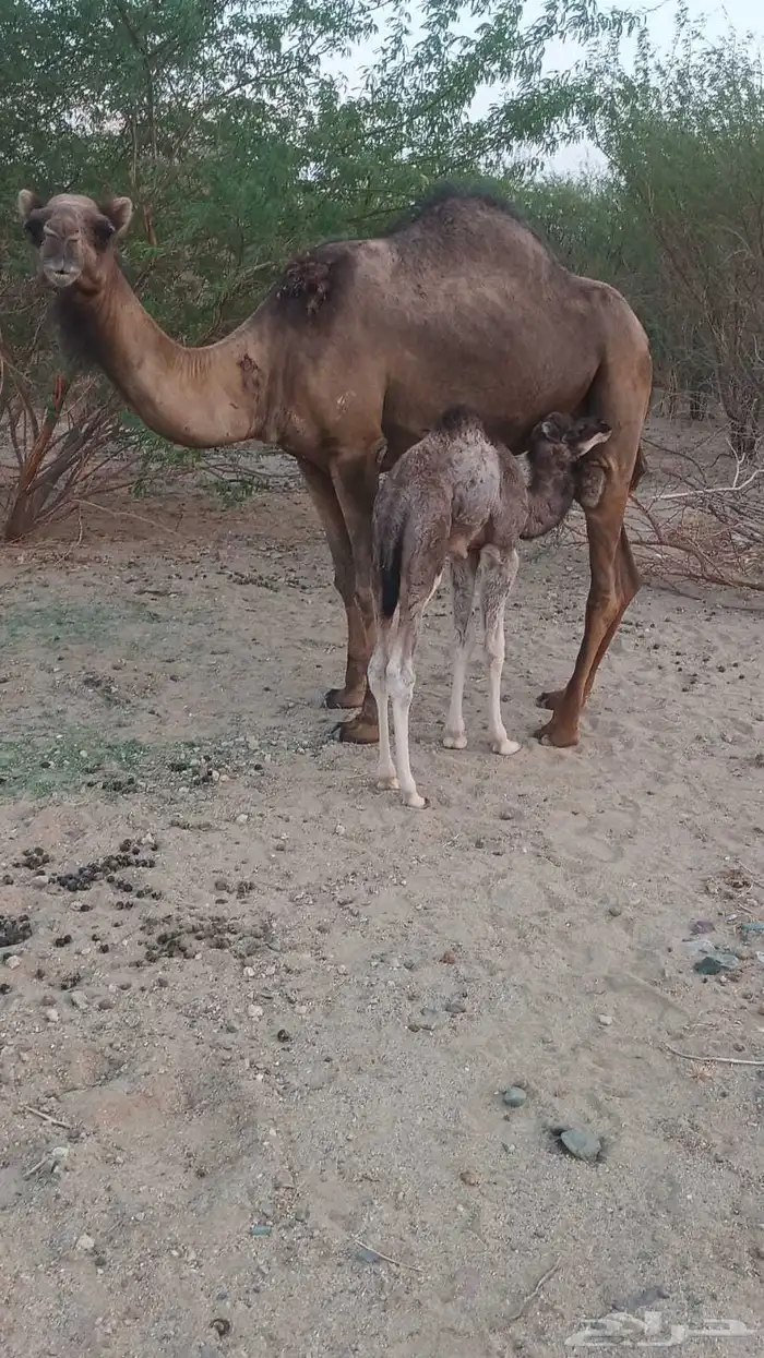 خلفه مصغر طيبه تم البيع 0