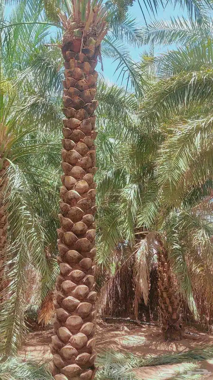 يوجد لدينا نخل عربي ووشنطني للبيع لتواصل ج 3