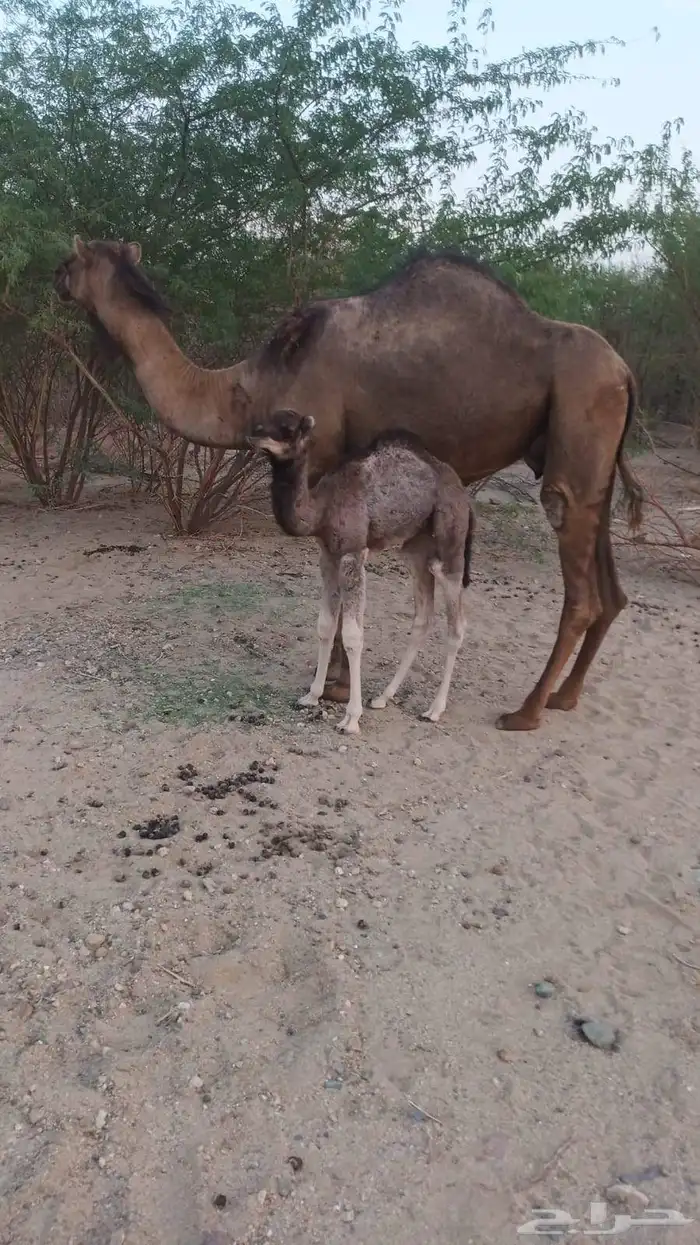 خلفه مصغر طيبه تم البيع 1