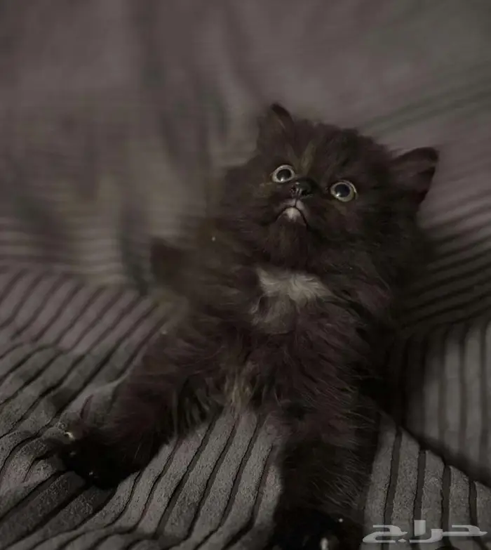 قطه صغيره للبيع جمييله 0