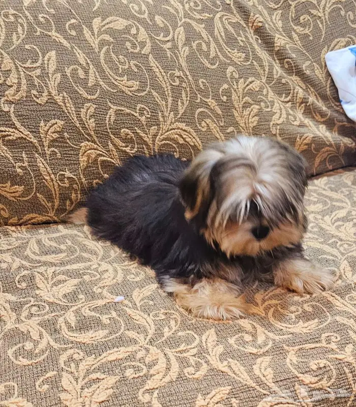 Yorkishaier يوركي شاير 2