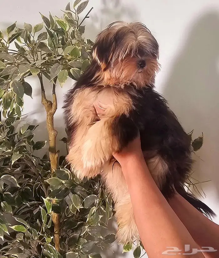 Yorkishaier يوركي شاير 0