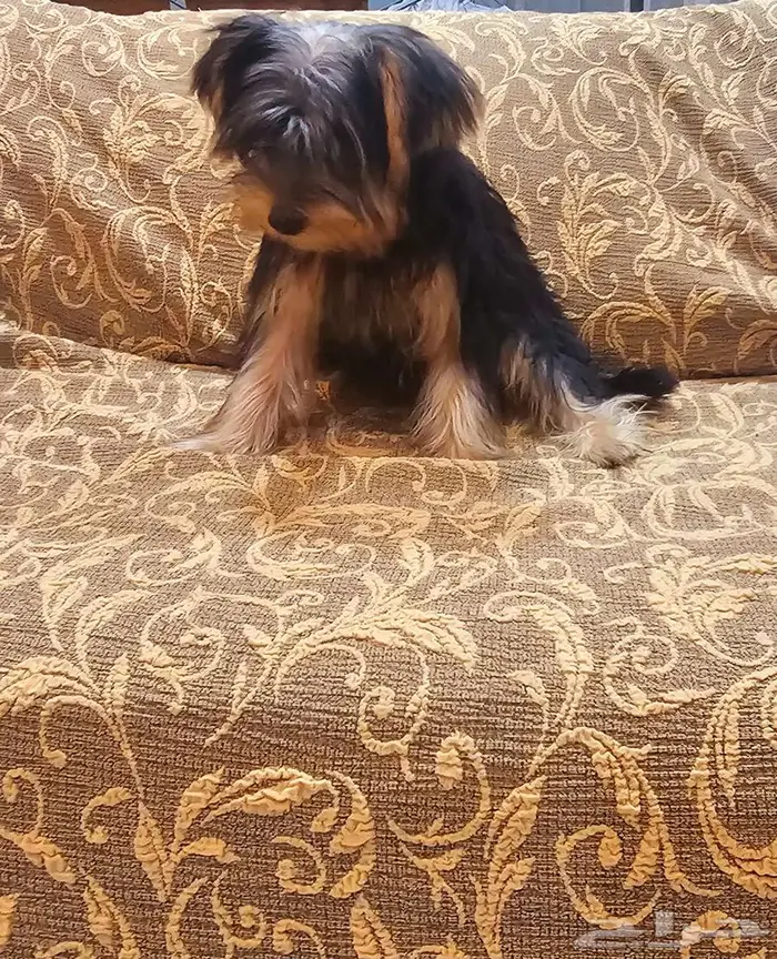 Yorkishaier يوركي شاير 3