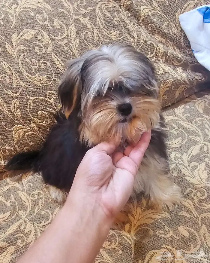 Yorkishaier يوركي شاير 7