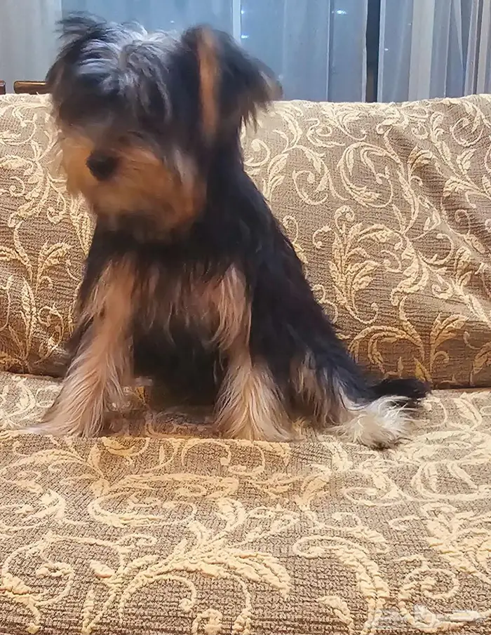 Yorkishaier يوركي شاير 14