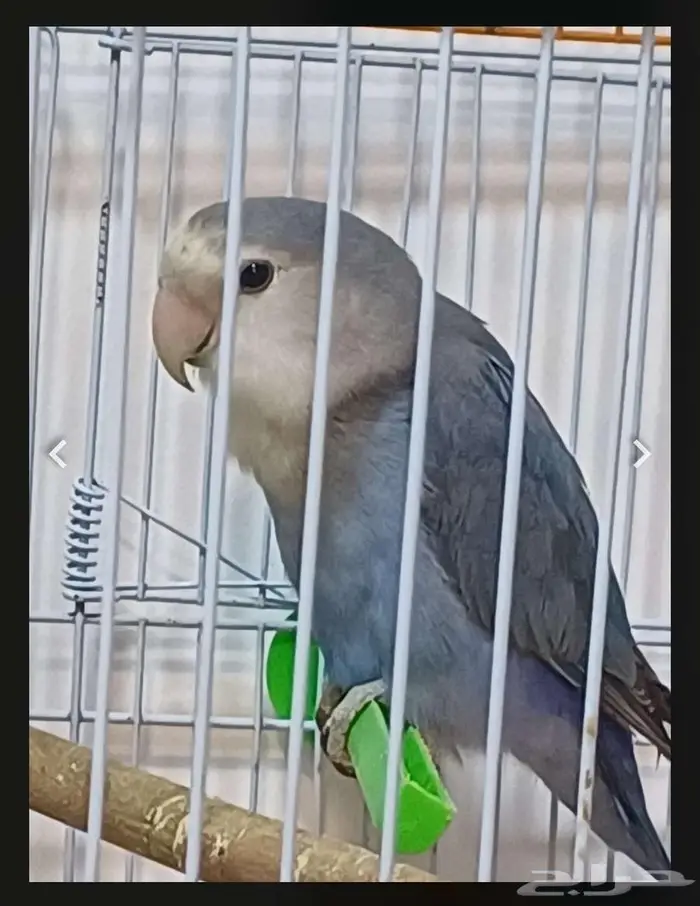 3 روز 280 ريال فقط 0