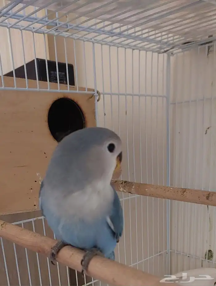 روز (تم البيع ) 0