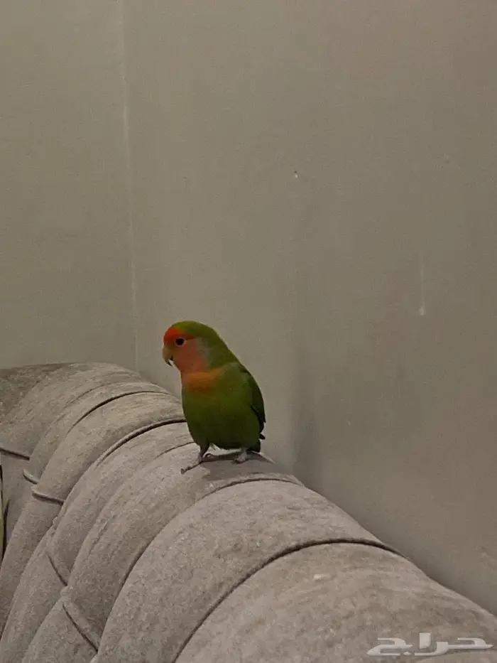 طيووور روز 0