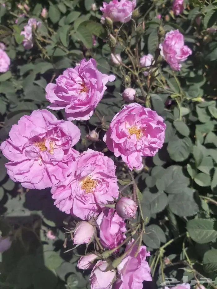 باقة دهن عود وبخور وورد مخفضة 5