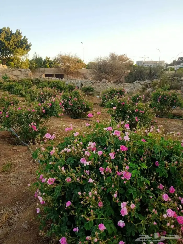 باقة دهن عود وبخور وورد مخفضة 1