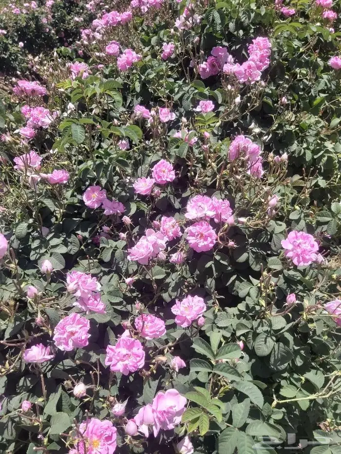 باقة دهن عود وبخور وورد مخفضة 8