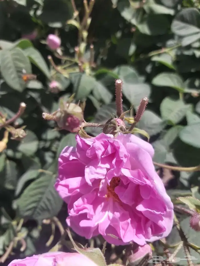 باقة دهن عود وبخور وورد مخفضة 11